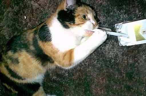 Gatti (53)